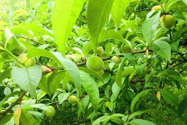 桃子的种植方法