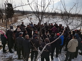 蒲县农业资源开发中心卢志俊顾问与果树试验站站长何江为山中乡果农指导果树修剪技术