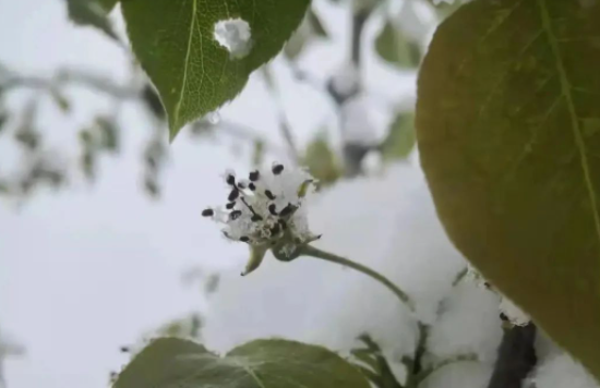 〖转载〗果树防范大风降温和强降雨技术指导意见
