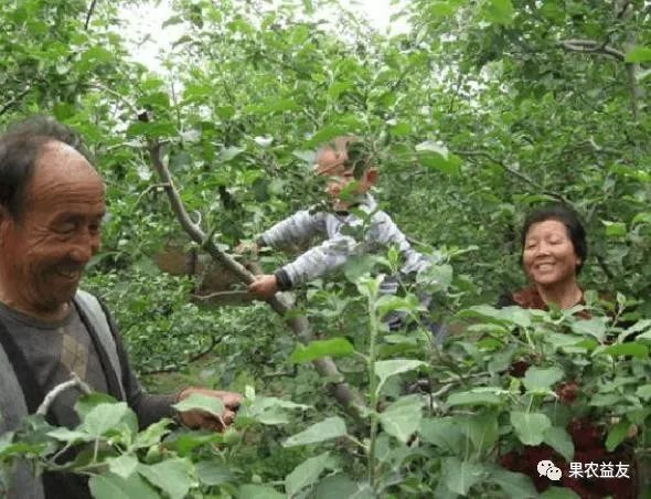 5月份苹果管理，要做到招多而不乱