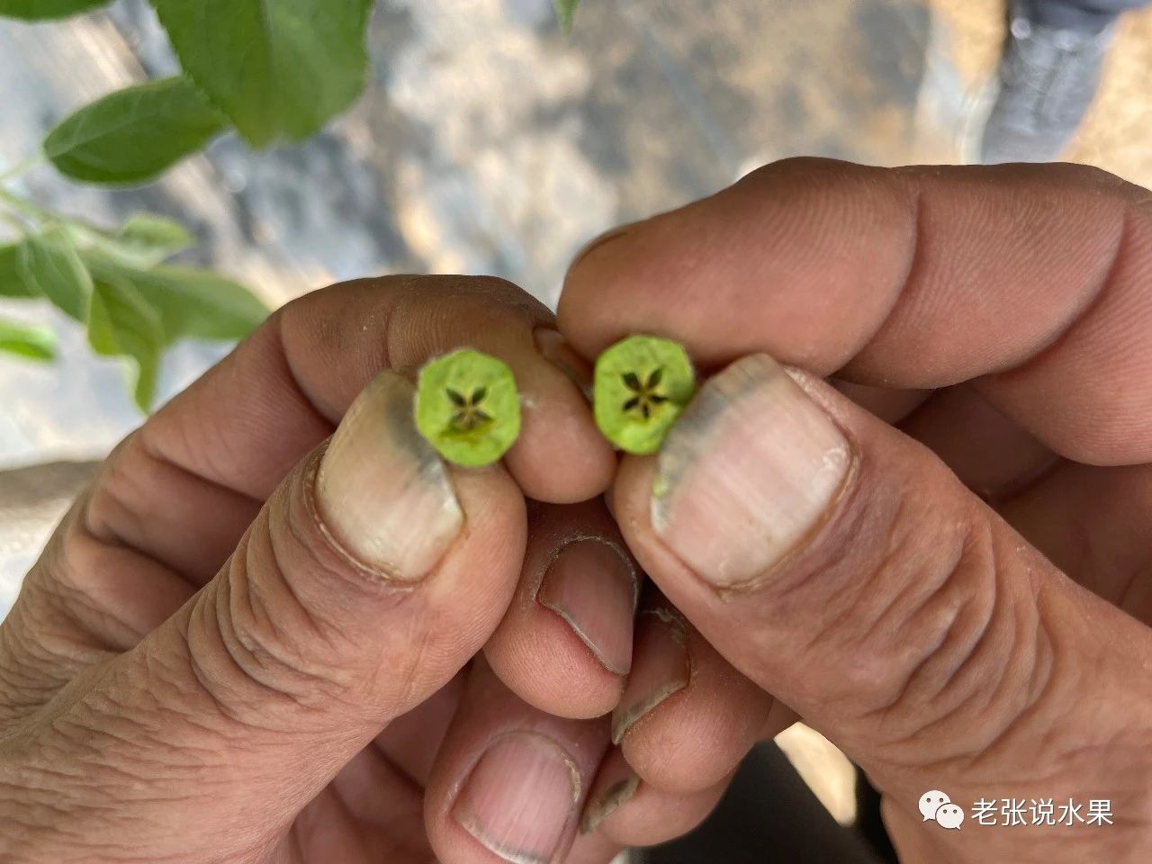苹果坐果的生理基础