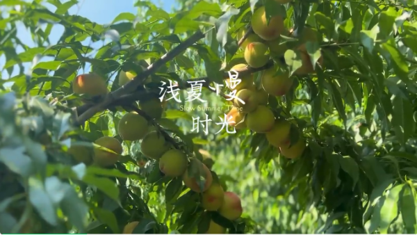 桃子熟了