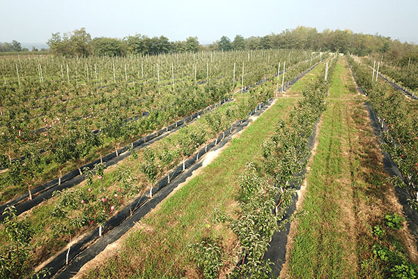 九月份果树管理技术要点