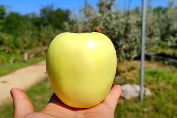 被子垣苹果——摘袋