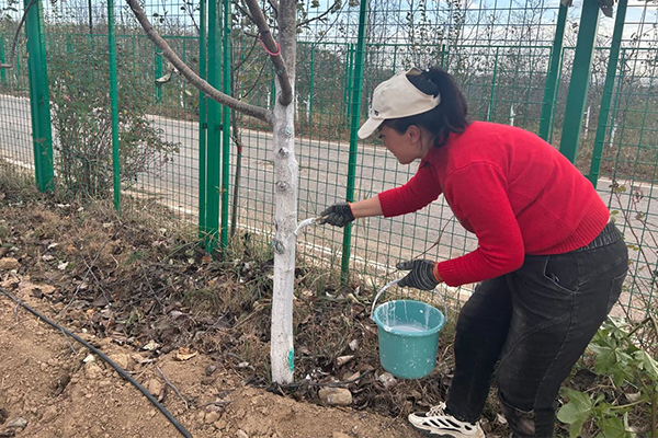 被子垣绿色生态果园果树冬季涂白