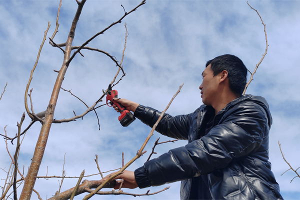 春季修剪从抹芽开始