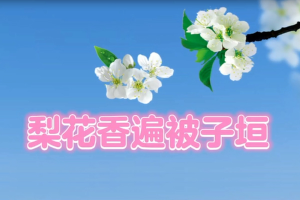 梨花香遍被子恒