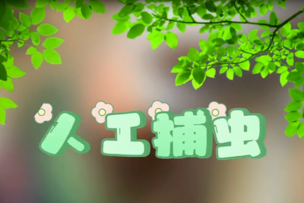 人工捕虫