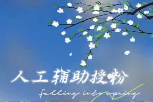 人工辅助授粉
