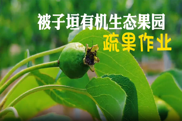 被子垣有机生态果园【疏果作业】