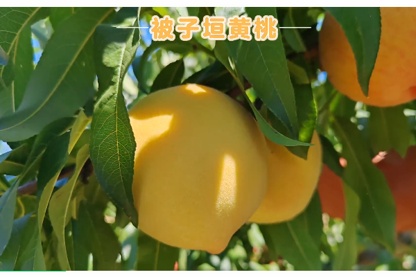 被子垣黄桃，期待您的品尝！