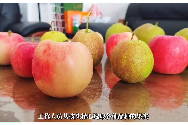 糖度测量——开启被子垣有机果园品质之旅